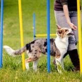 Jak wytresować psa: Przewodnik krok po kroku dla wszystkich właścicieli psów