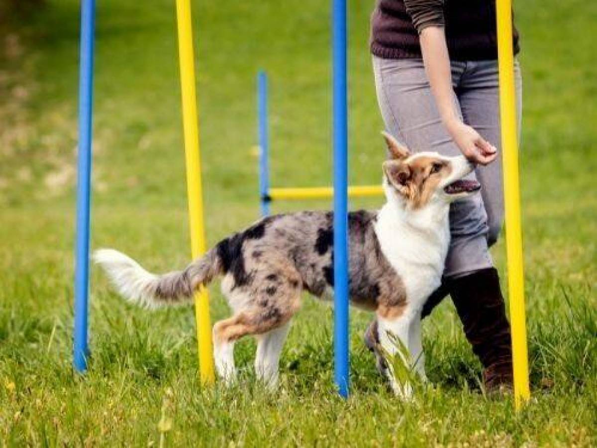 Jak wytresować psa: Przewodnik krok po kroku dla wszystkich właścicieli psów